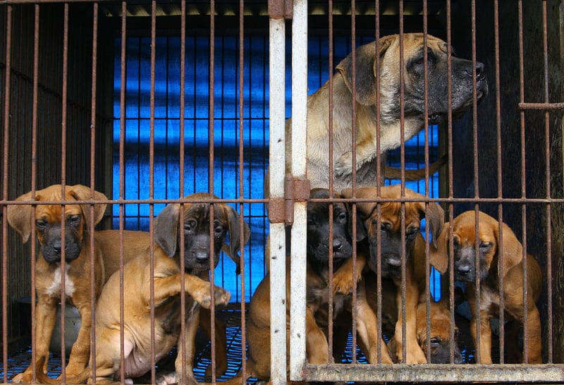 Taiwan proíbe o consumo de carne de cachorro e gato