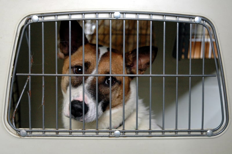 Nova medida do CFMV ajuda a coibir maus-tratos em pet shops e feiras