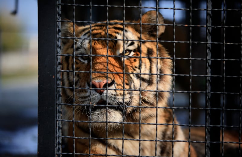 Tigre volta à exibição pública após tragédia em Zoo de Cascavel