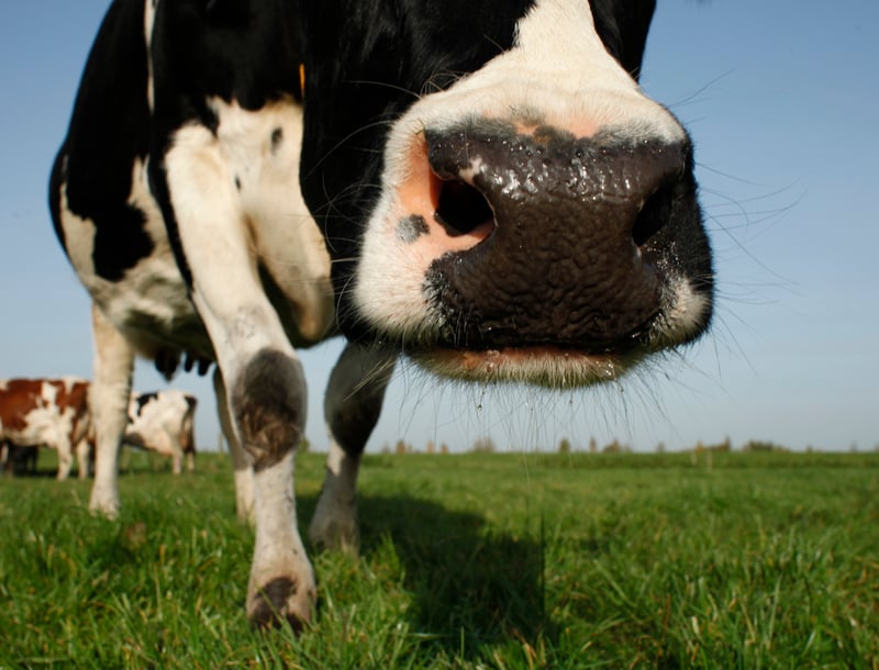 Nestlé anuncia compromisso com bem-estar animal