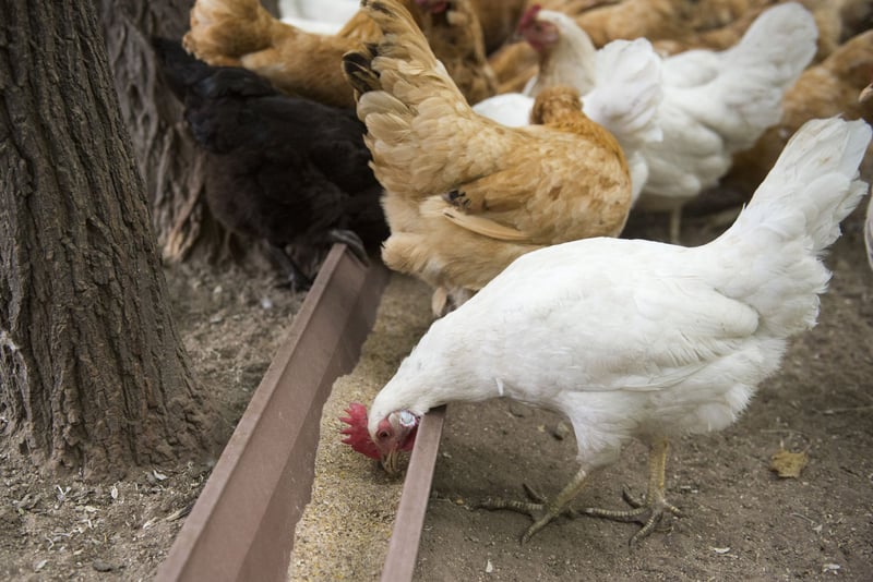 Frango se alimentando em uma fazenda com altos níveis de bem-estar