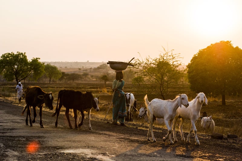 ONU inclui proteção animal em esboço dos Objetivos de Desenvolvimento Sustentável
