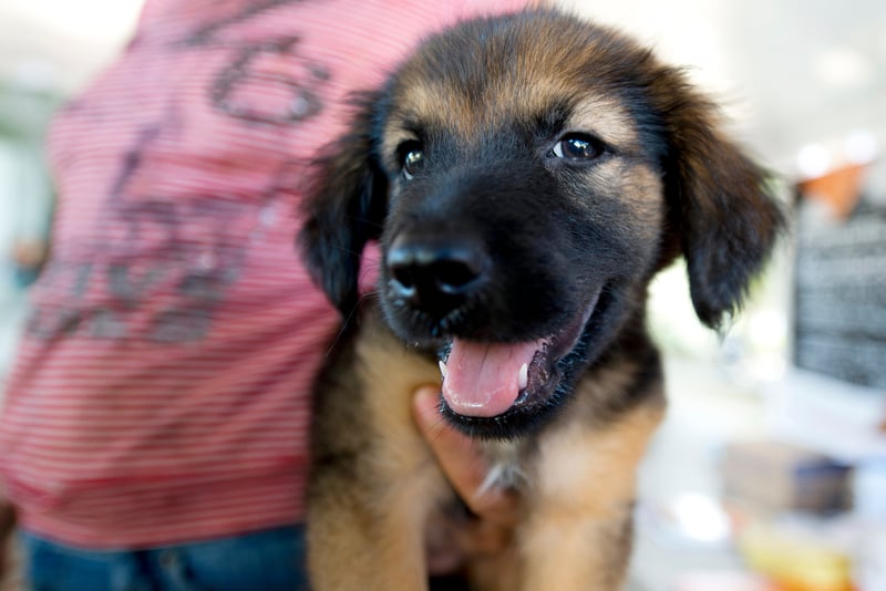 World Animal Protection participa de evento de guarda responsável em São Paulo