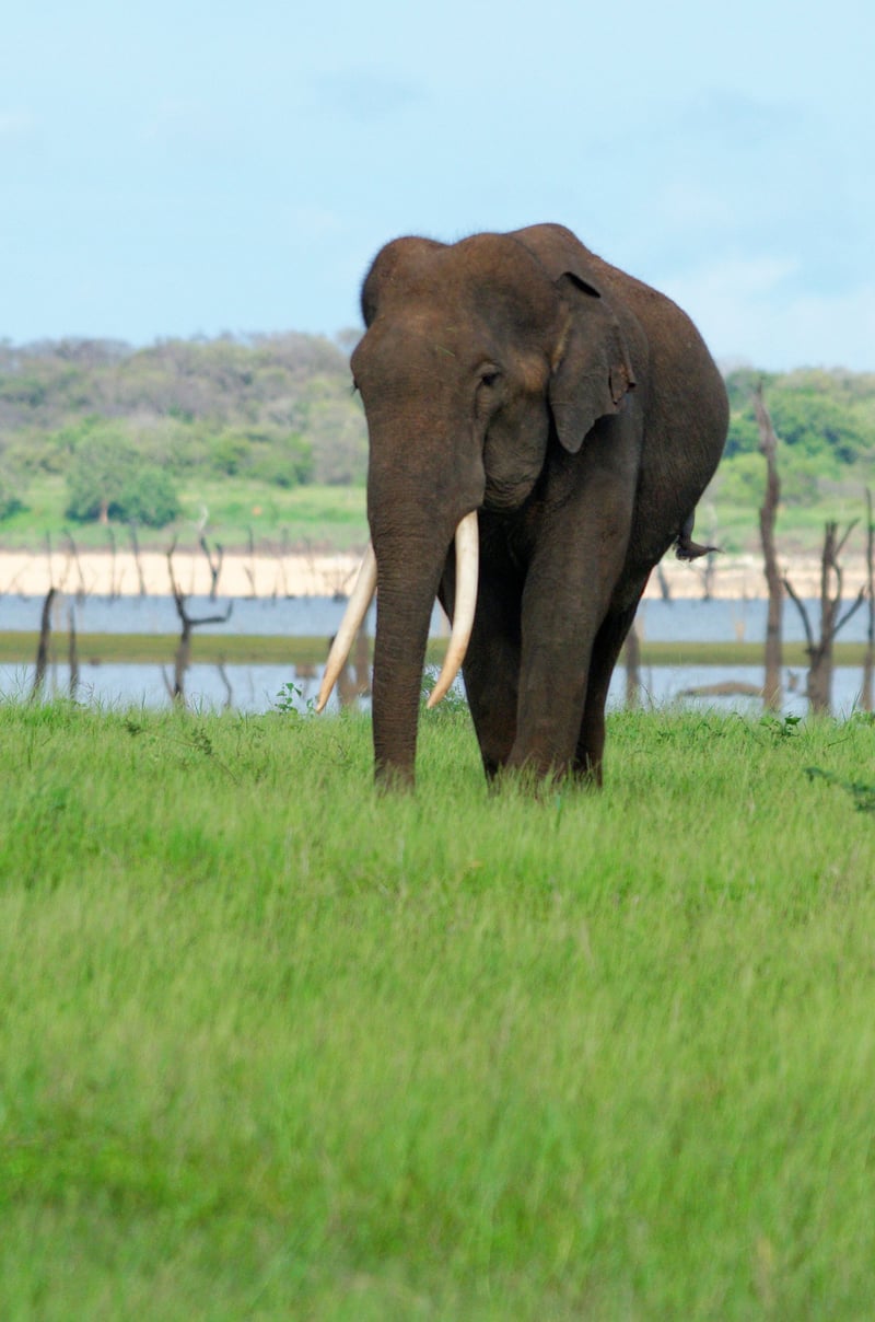 Elefante na natureza