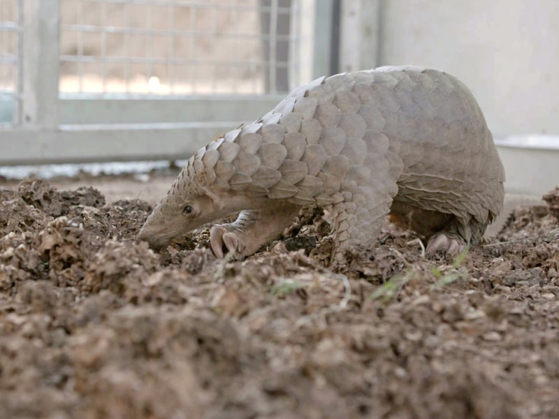 150 pangolins são resgatados e salvos de destino cruel na Tailândia