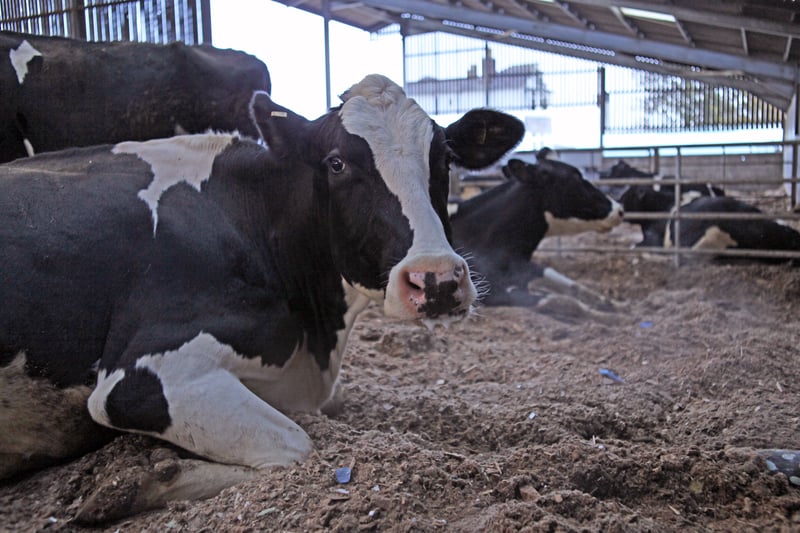 Parceria com Bayer promoverá bem-estar animal