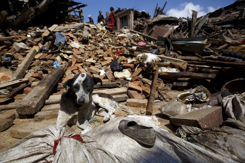 Terremoto: World Animal Protection socorre animais no Nepal