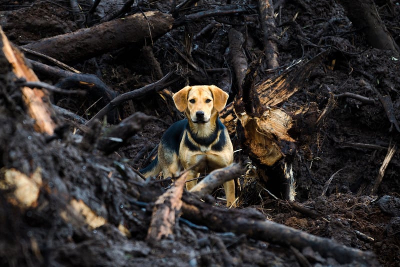 7 impactos da mudança climática nos animais