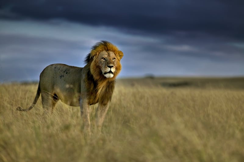 Caçador que matou Cecil se livra das acusações