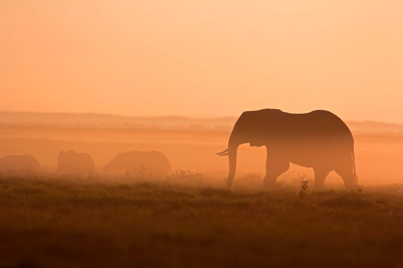 Elephant