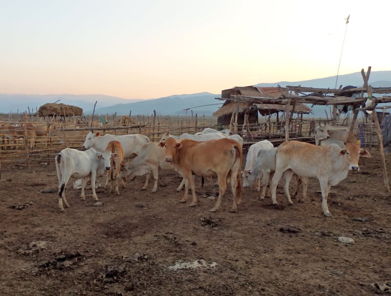 World Animal Protection protege milhares de animais contra seca na Tailândia