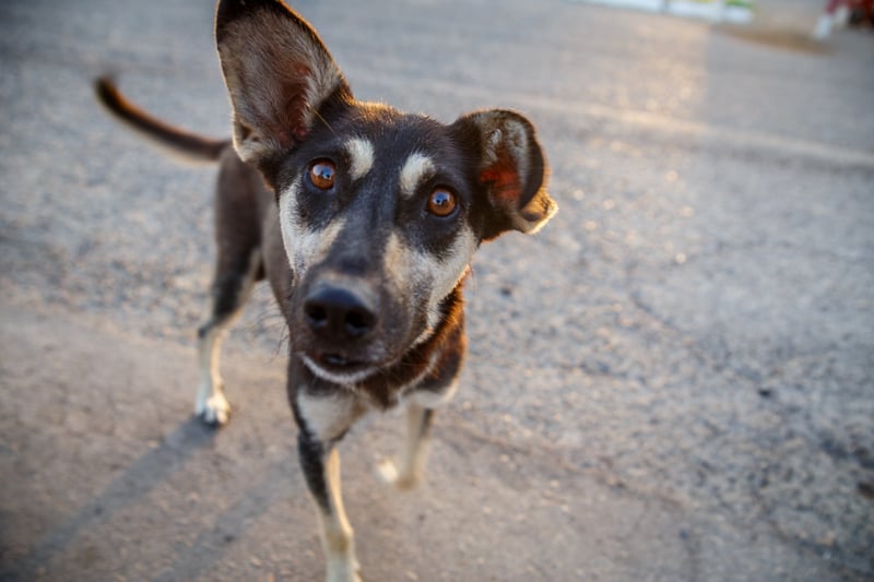 Cachorro vira-lata da cor preta, com manchas da cor caramelo, olhando para a câmera