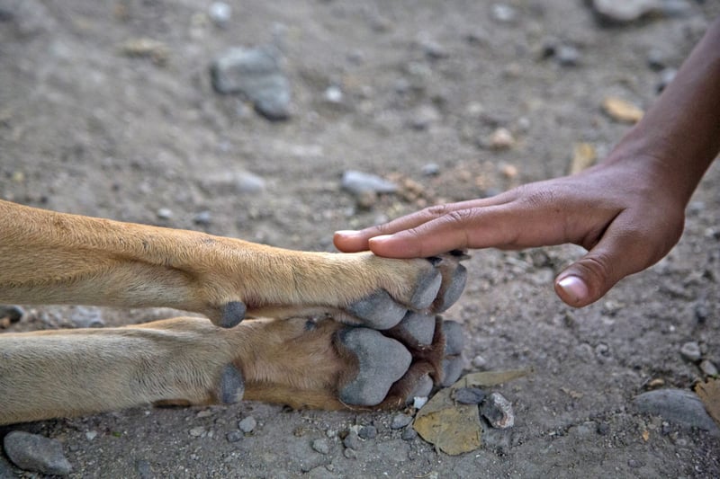 Proteção Animal Mundial e Governo de SP assinam parceria para capacitar municípios em ações de bem-estar animal