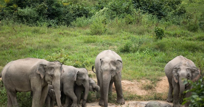 Família de elefantes bebendo água e nadando em uma pequena lagoa