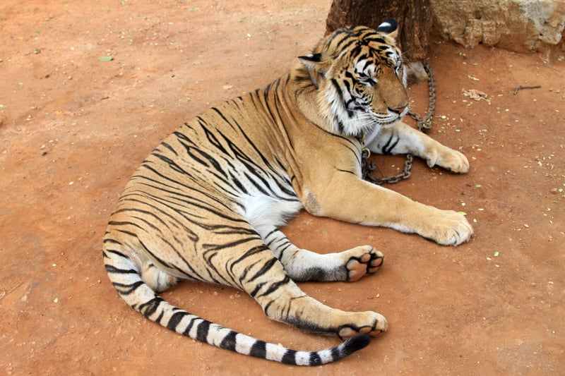 tiger at tiger temple - World Animal Protection - Wildlife. Not entertainers