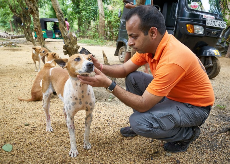 Milhares de animais são afetados por desastre no Sri Lanka