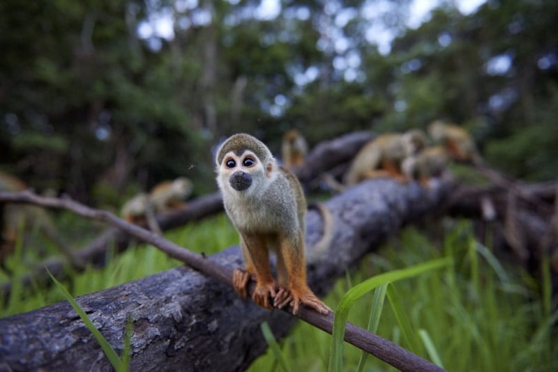 Macacos em seu habitat natural, na Amazônia