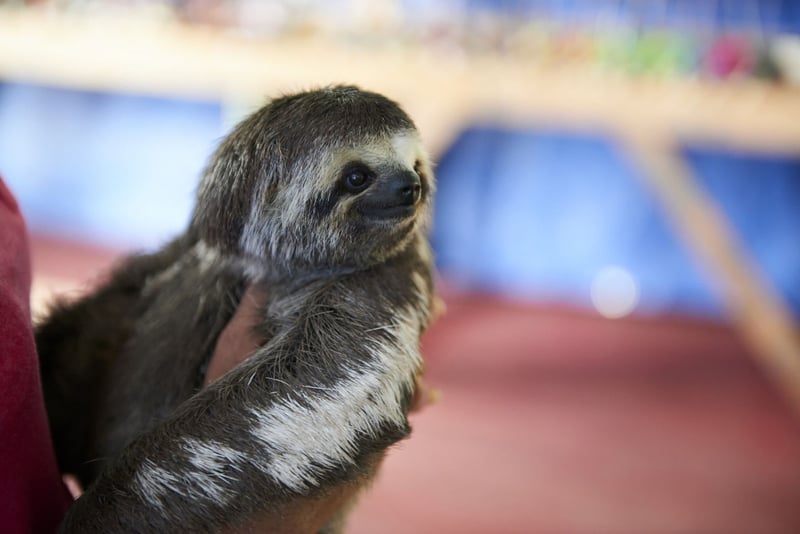 Sloth used for tourist selfies in the Amazon - Wildlife Selfie Code - World Animal Protection