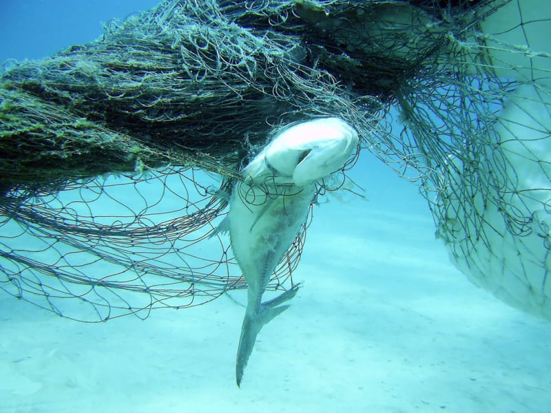 Fish caught in ghost gear