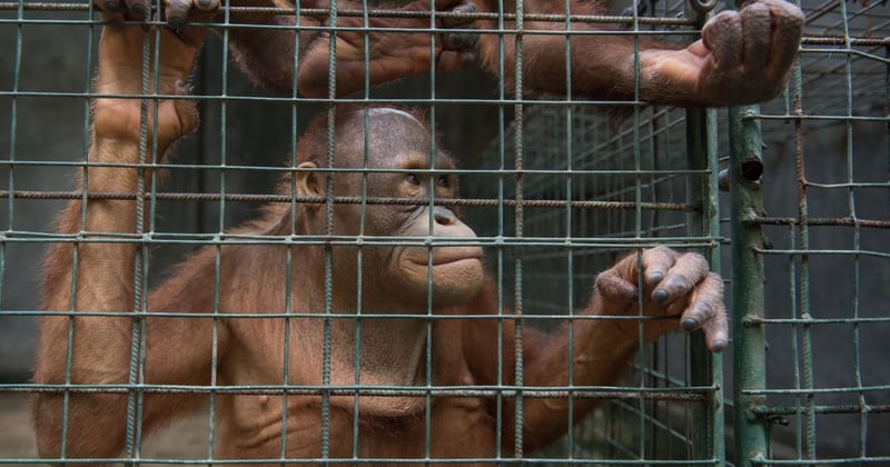 Horror em Bali: investigação mostra que todas atrações turísticas são cruéis com animais silvestres