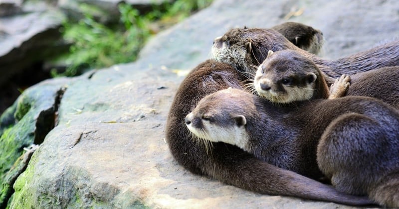 6 Fun facts about animal siblings
