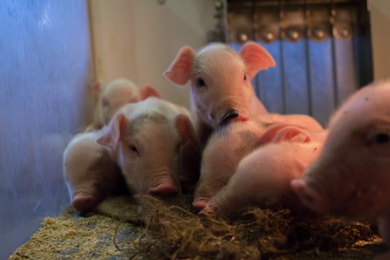 Leitões deitados em uma fazenda
