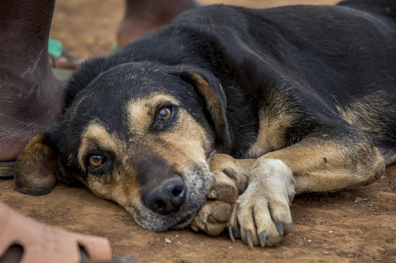 Cachorro preto com manchas caramelo, de rua, deitado sob as patas, olhando pra frente