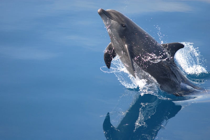A wild dolphin jumping out of the water