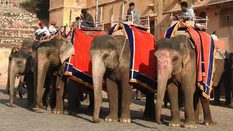 Elefantridning vid Amer Fort