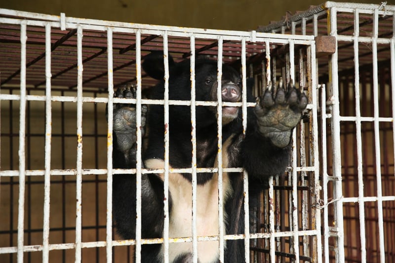 Cam the bear rescued from bear bile farm Nguyen Van Tuyen