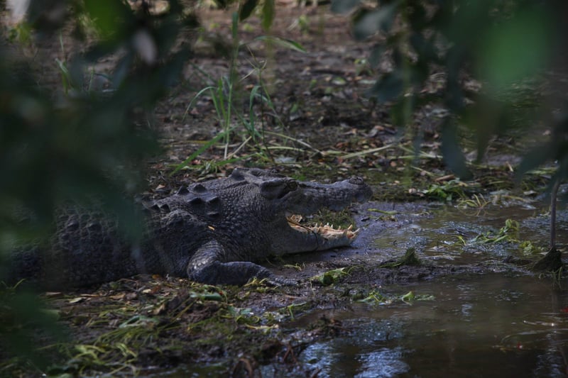 Kakadu National Park in the Northern Territory of Australia, where tourists can see crocodiles in their natural habitat and behaving normally.