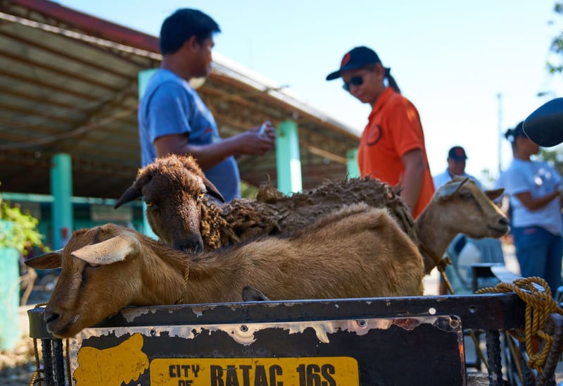 Milhares de animais precisam de ajuda após tufões nas Filipinas