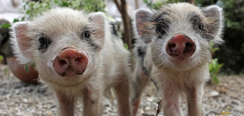 Ciclone Pam: providenciamos alimento e proteção para 30.000 animais