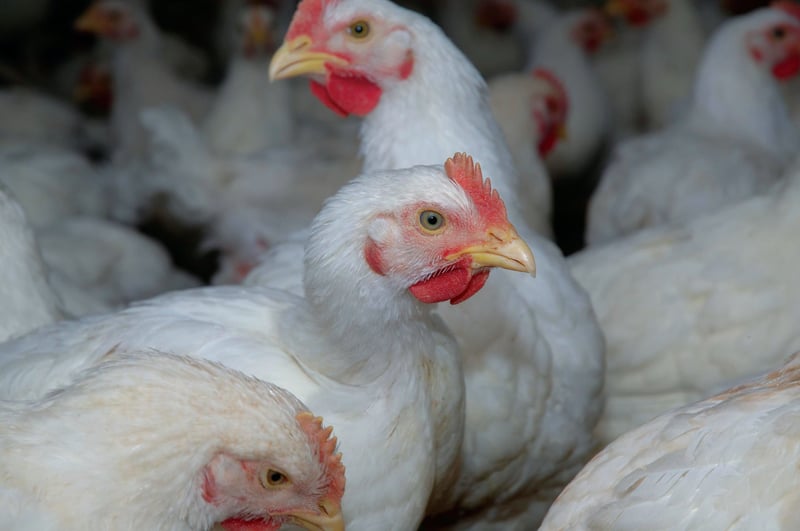 Greve dos caminhoneiros pode submeter milhões de animais à fome