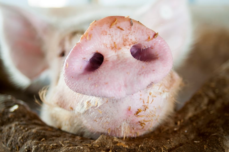 Bem-estar animal é tema de palestras e debate na FIPPPA