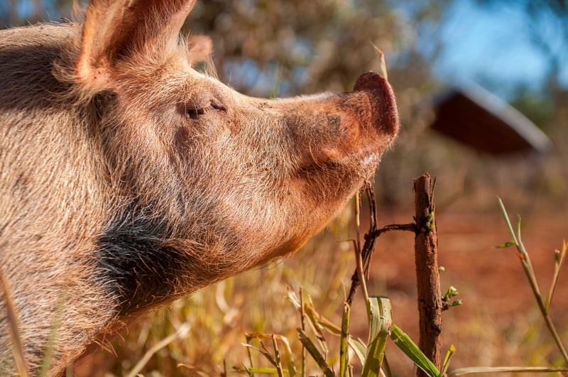 World Animal Protection e BRF anunciam parceria global
