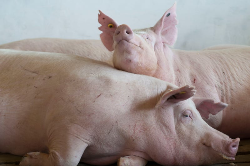 World Animal Protection leva bem-estar animal à FIPPPA 2015