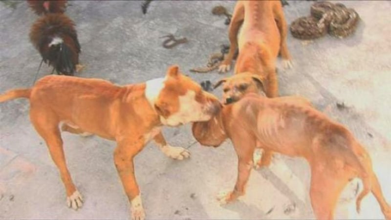Obra na exposição \"Feito por Brasileiros\" promove maus-tratos a animais