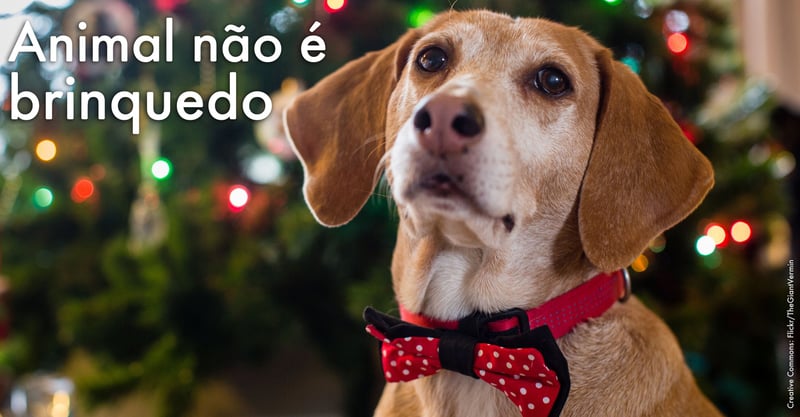 Vote nos finalistas da campanha \"Animal não é brinquedo\"