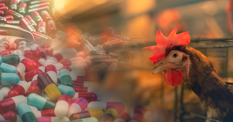 antibiotics pollution