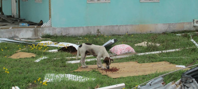 Cão errante em frente aos escombros de uma casa na ilha de Antiqua e Barbura após passagem do furacão Irma, 2017 - Antigua and Barbuda Humane Society