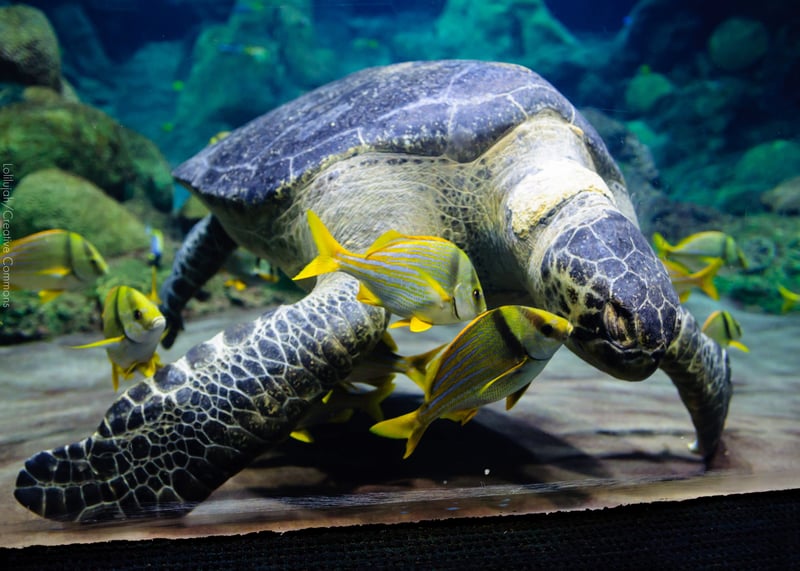 Turismo com animais na América Latina