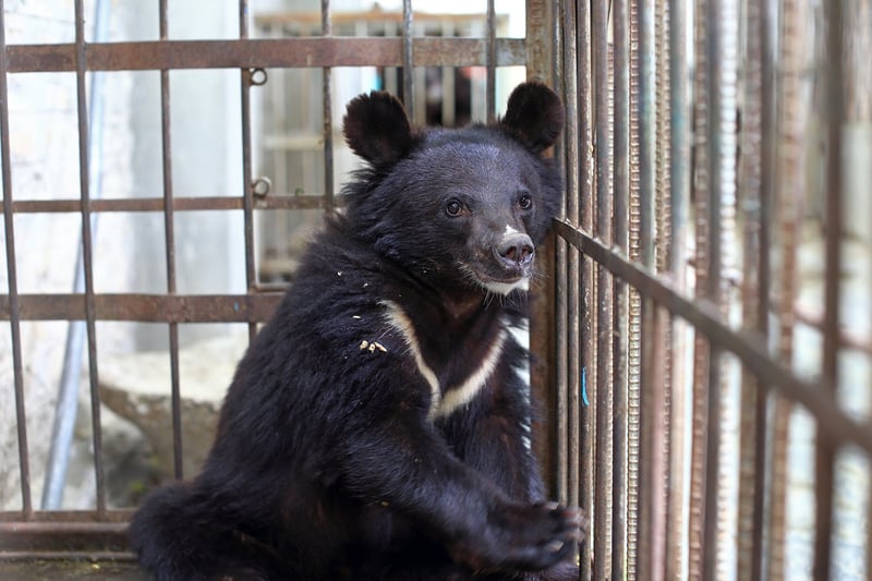 bear, Pakistan