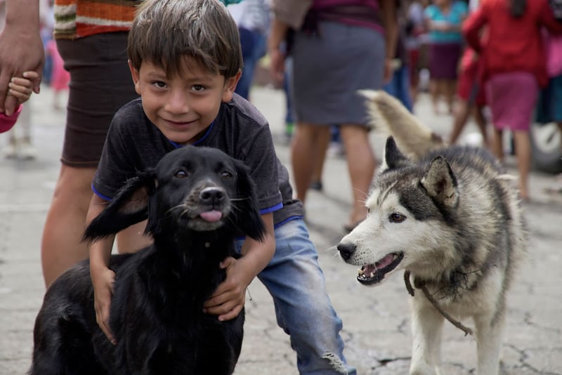 Garoto com dois cães após a erupção do vulcão na Guatemala - 2018 - World Animal Protection