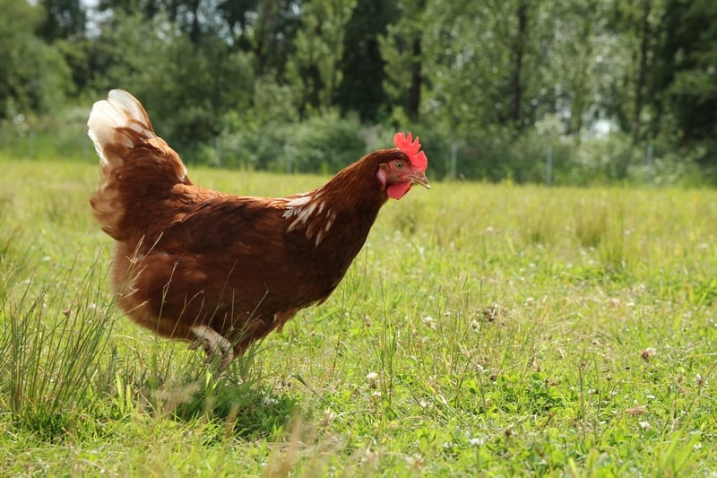 cage free hen