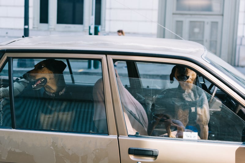 Calor excessivo causa sofrimento e pode matar animais de estimação