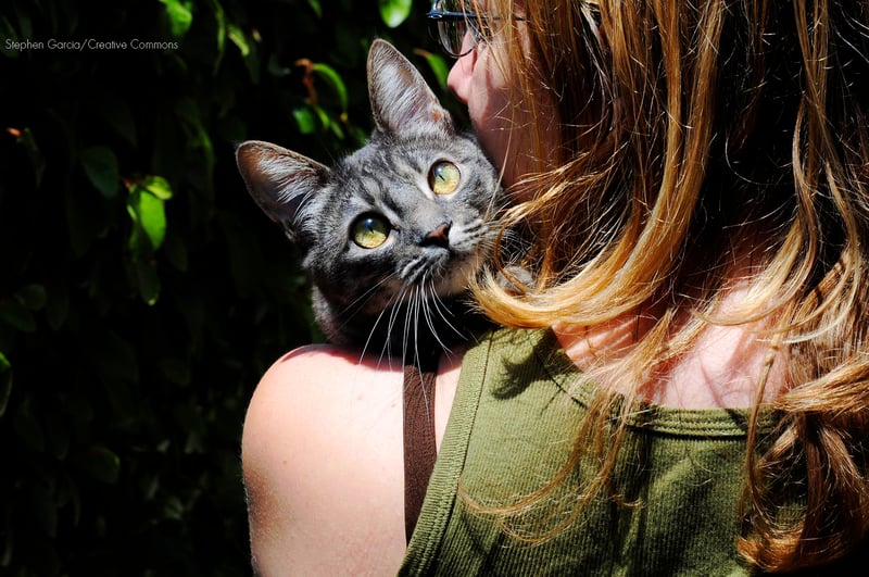 7 motivos (reais) para agradecer seu gato