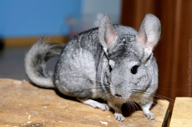 Paraná proíbe criação de chinchilas e outros animais silvestres para extração de peles