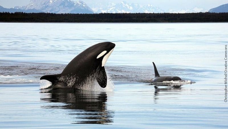 SeaWorld anuncia fim dos shows de orcas
