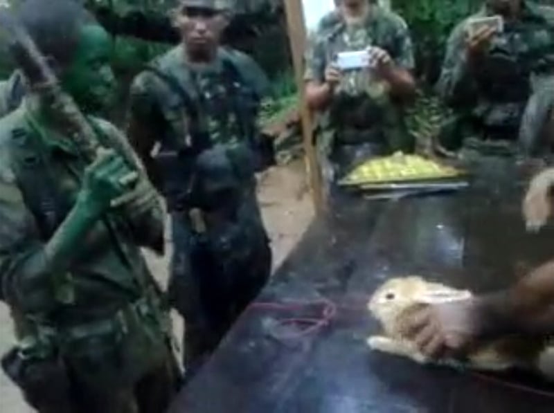 Crueldade: Exército brasileiro tortura e mata coelho